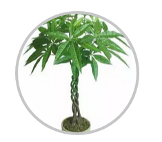 綠植搭配也有講究！